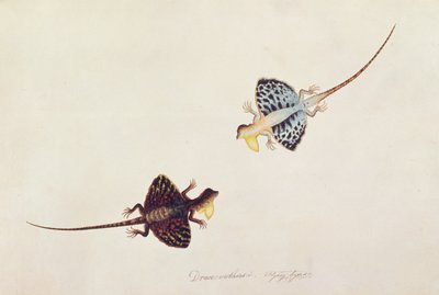 Flying Lizard, Draco volans, Soompah Soompah, from Drawings of Animals, Insects and Reptiles from Malacca by Chinese School